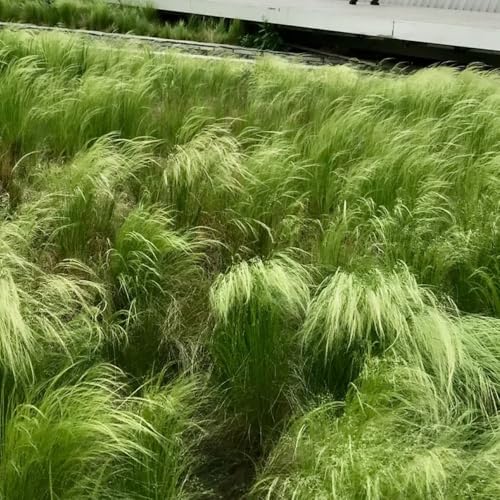 Semillas perennes resistentes al invierno de hierba de plumas, Las plantas de hoja perenne son resistentes Stipa tenuissima - plantas para lugares soleados Plantas resistentes para 20pcs