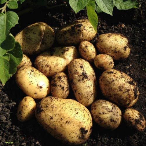 Second Early Seeds Potatoes,WILJA Seed Potatoes x10 Tuber for Planting Now,Grow Your own Vegetables,All Rounder Potatoes Variety.