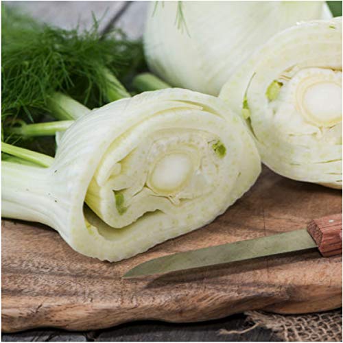 Seed Needs Florence Fennel Seeds for Planting - Non-GMO Heirloom & Untreated - Culinary & Medicinal Herb to Plant an Indoor/Outdoor Home Grown Garden (1 Pack) - Image 5