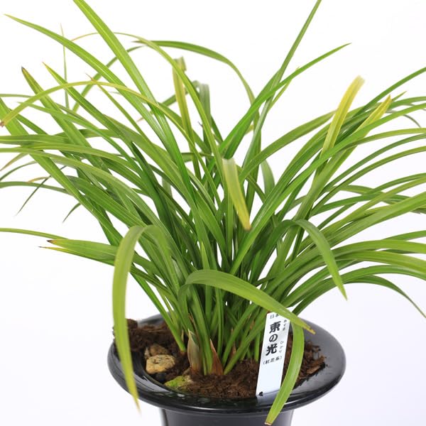 Amazon.co.jp: 古典園芸植物：日本春蘭 「東の光」（あずまのひかり