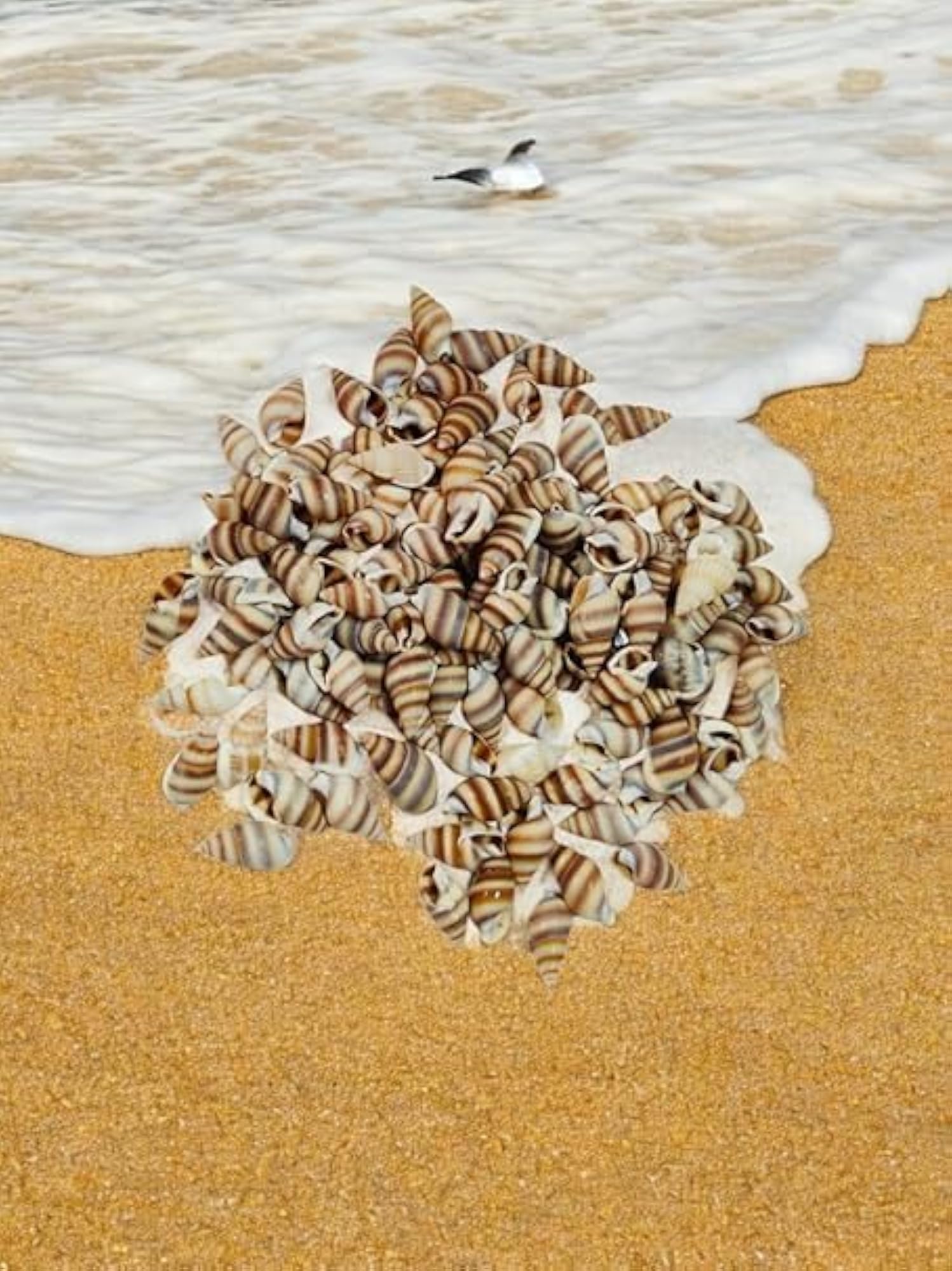 Decorative Artificial Beach Shells, 50 Pcs for Crafts