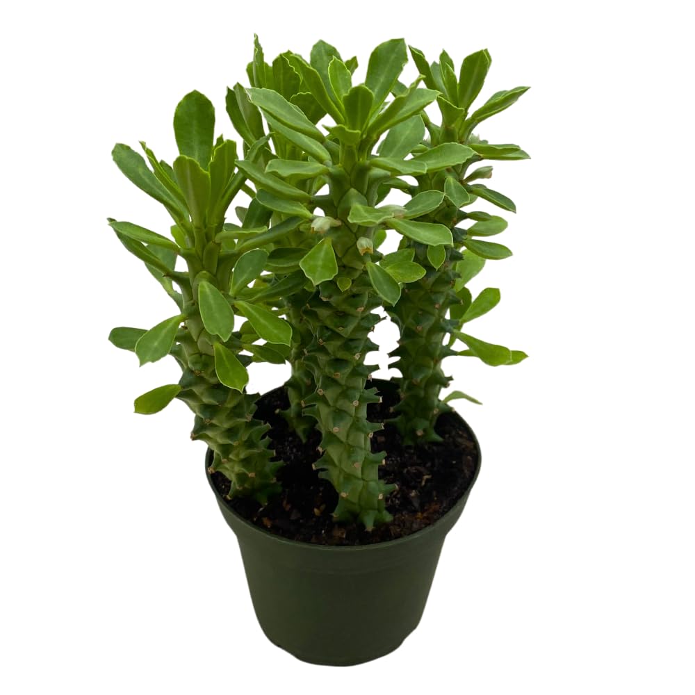 BubbleBlooms Euphorbia Ritchiei