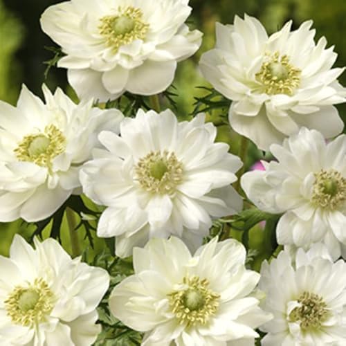アネモネ 【 八重咲き 白 】 球根 25ml ホワイト 秋植え プランター栽培 花壇 花の大和のサムネイル