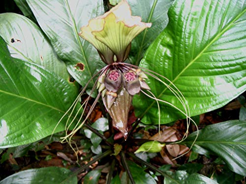 Asklepios-seeds® - 1000 Seeds of Tacca integrifolia, White batflower