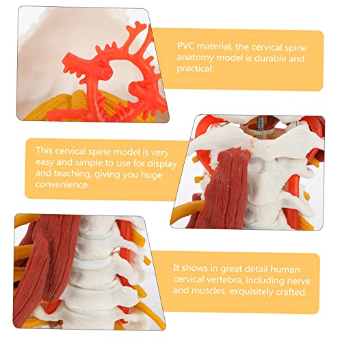Modelo anatómico de vértebra cervical humana realista para enseñanza e investigación, fabricado en PVC miniatura 6