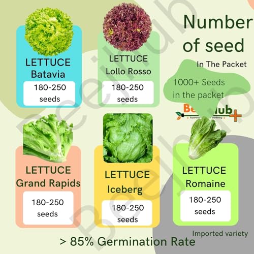 Image of BEEJHUB - Lettuce Seed | 5 Vaieties | Exotic Variety |1200+ Seeds| For Home Gardening | Hydroponic | Lollo Rosso | Iceberg | Batavia | Grand Rapids | Romaine - 220+Seeds Each Variety | Combo Pack