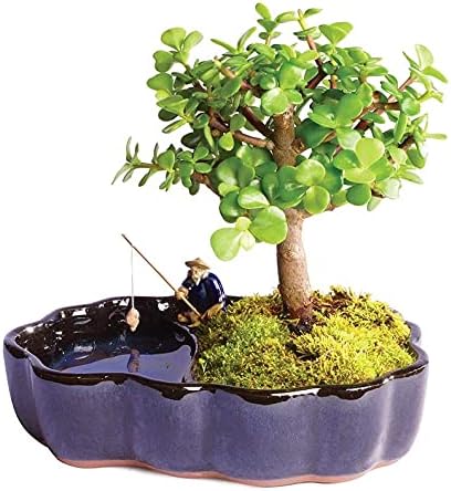 From You Flowers - Zen Jade Reflections Bonsai Plant for Birthday, Anniversary, Get Well or Celebration
