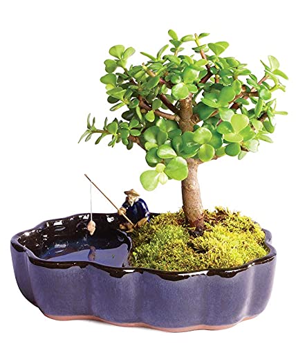 Amazon.com: From You Flowers Zen Jade Bonsai Plant in Ceramic Zen