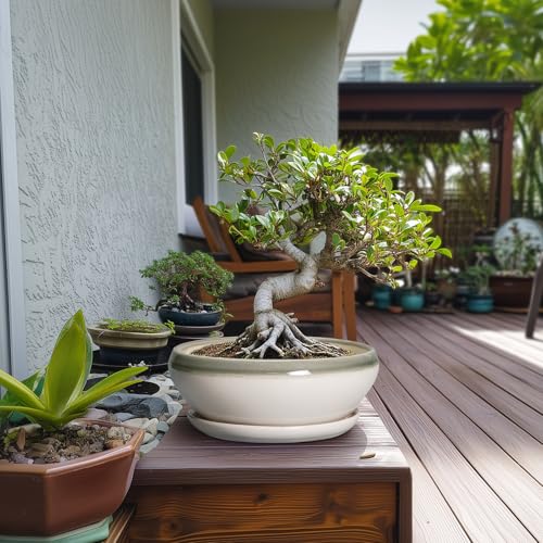 SQOWL Bonsai-Töpfe aus Keramik, 25,4 cm, Sukkulenten-Pflanzgefäße für Zimmerpflanzen, Outdoor… – Ansicht 3