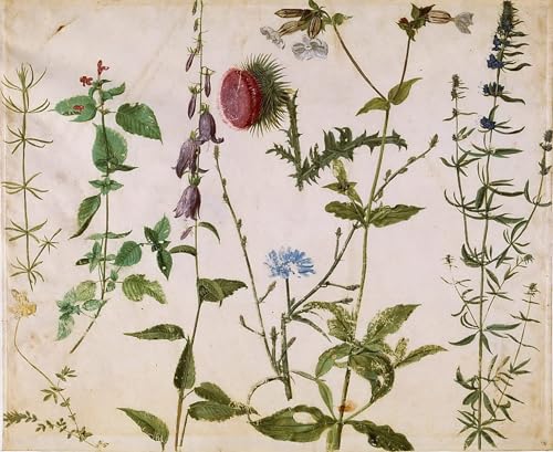 Affiches et gravures de fleurs sauvages Albrecht Dürer haute définition sur toile 60x90cm