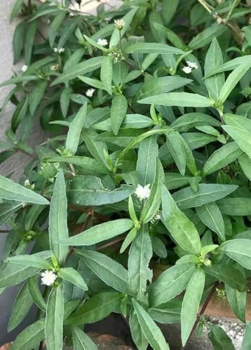 Image of Bhringraj Live Plant with Pot | Ayurvedic Medicinal Herb Plant for Hair Care | Eclipta Alba Herbal Plant for Home Garden Balcony Terrace & Kitchen Garden | Pack of 1