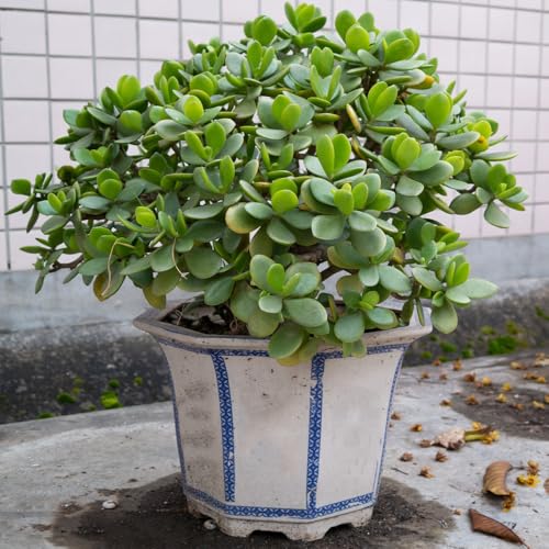 semillas de dinero - Crassula ovata - decoración resistentes exterior raras perennes jardín 100pcs