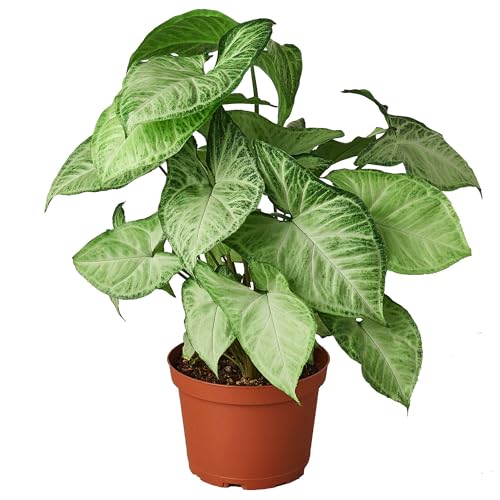 Syngonium White Butterfly Live Plant for Indoor | Different Houseplants in 4'' & 6'' Pot | Real House Plant for Living Room