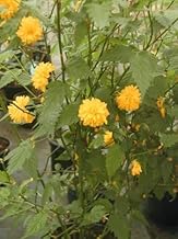 gefüllter Ranunkelstrauch, Kerria japonica Pleniflora 60-100 cm hoch im 5 Liter Pflanzcontainer