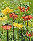 Blumenhandel Ullrich