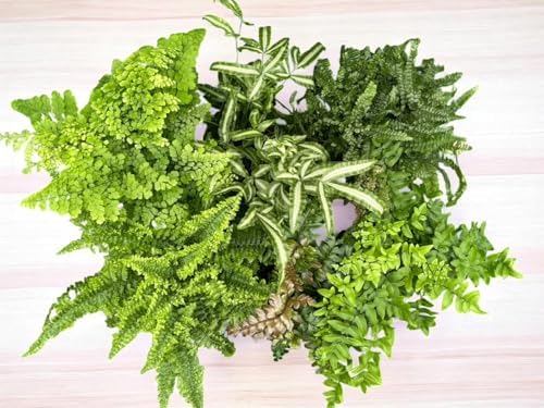La Costa Plants Mixed Fern Plants, Set of 3, 4 Inch Pots, Live In...