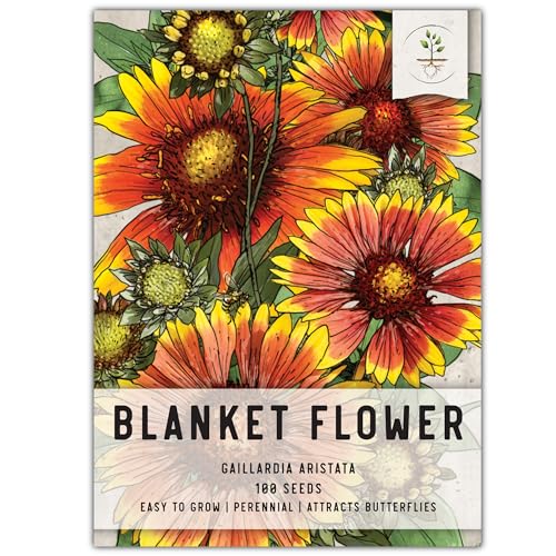 Seed Needs, Blanket Flower Seeds for Planting (Gaillardia aristata) Single Package of 100 Seeds - Heirloom & Open Pollinated, Attracts Butterflies