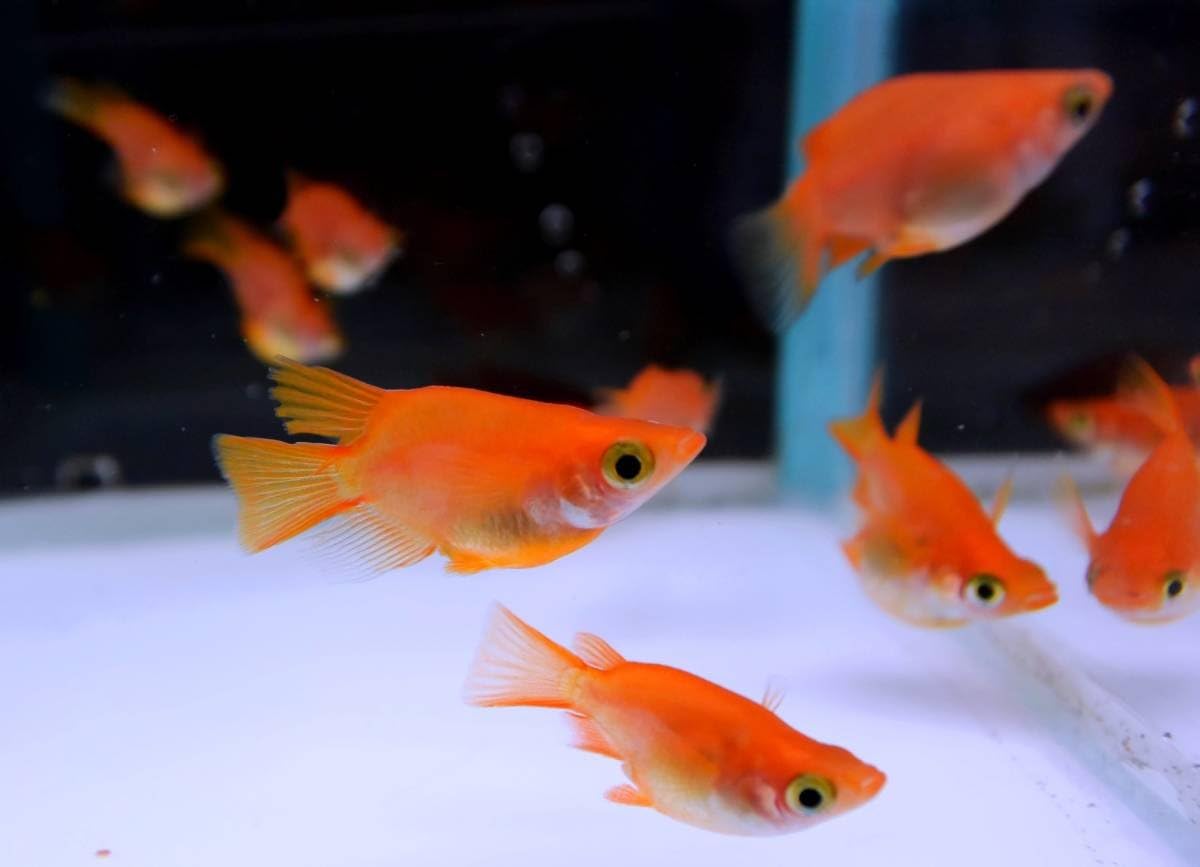 生体 メダカ稚魚 紅帝ダルマの産んだ稚魚10匹 本州 山口県省 四国限定 高﨑らんちゅう 観賞魚 水中生物 通販 Amazon