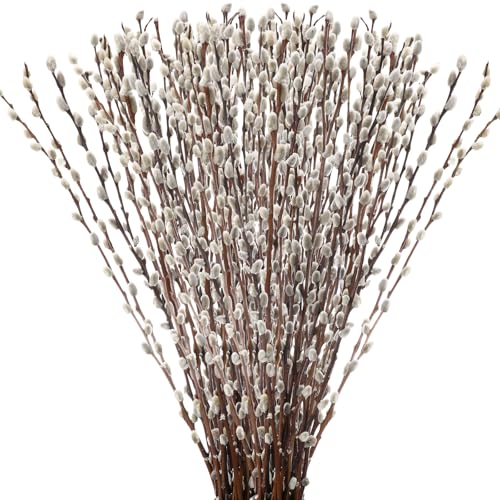 How long do pussy willows last