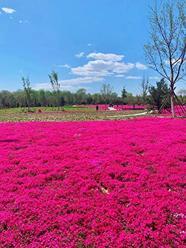 3000+ Mix Creeping Thyme Seeds For Planting, Thymus Serpyllum Heirloom, Ground Cover Plants Easy To Plant And Grow, Blue, Purple, White, Red, Green, Yellow Flowers #TOP7