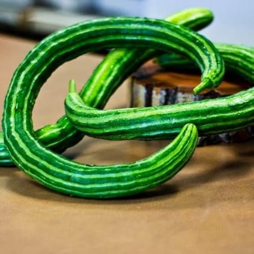 David's Garden Seeds Cucumber Asian Striped Armenian 25 Non-GMO, Heirloom Seeds