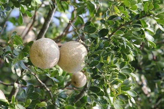 Image of Golden Bloom Hybrid Big Size Kodbel Grafted Wood Apple (Limonia Acidissima) Rare Indian Bael Aegle Marmelos Fruit Kotbel Plant Plants Tree for Fresh Garden