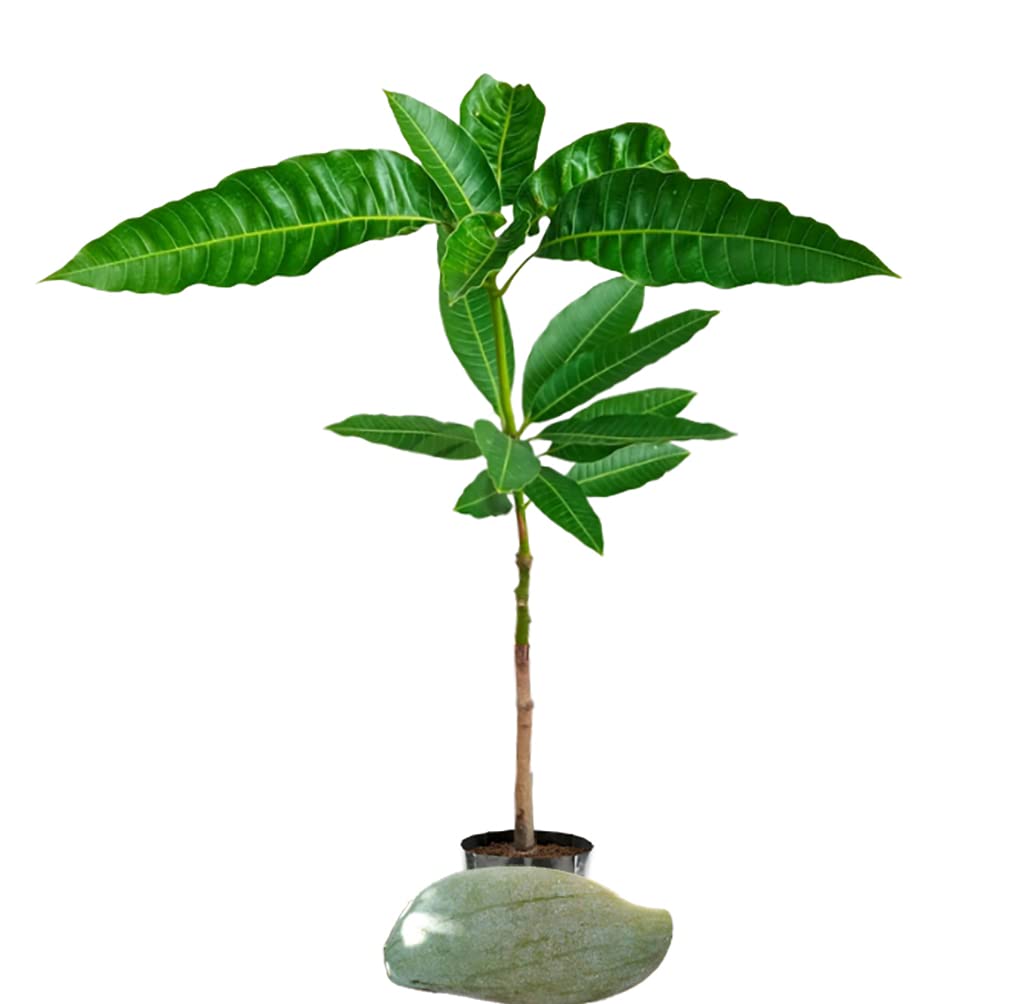 See full amazon price history chart for IXORA Brunei King Variety Grafted Mango Aam Fruit Live Plant & Tree(1.5-3 Feet Size) IXORA Brunei King Variety Grafted Mango Aam Fruit Live Plant & Tree(1.5-3 Feet Size) (B0BLZMK6BJ) Amazon Price History, Amazon Price Tracker