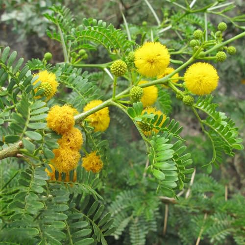 mimosa de resistentes semillas de jardín decoración jardín verano silvestres balcón semillas 850pcs