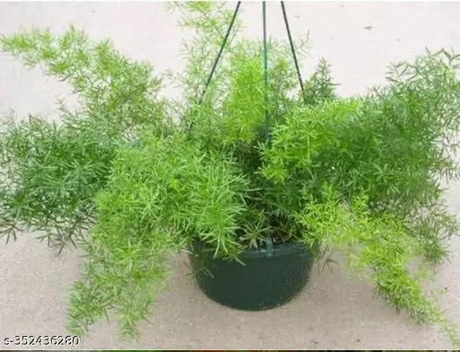 Asparagus Sprengeri Live Plant With Pot (B0CLM31JGK) Amazon Price History, Amazon Price Tracker