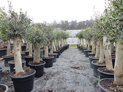 Olivenbaum Set 2 Stück 40 Jahre + 20 Jahre alt, beste Qualität, winterharte Olive - Image 6