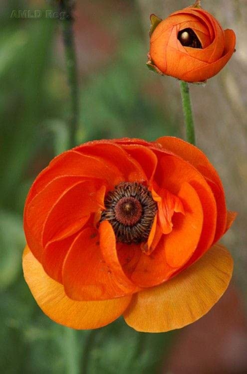 Ritz Farming® Poppy flowers seeds | dark orange color Flowers Planting Seed for home indoor & gardening | Pack Of 60-80 seeds (B0BWV9KLMR) Amazon Price History, Amazon Price Tracker
