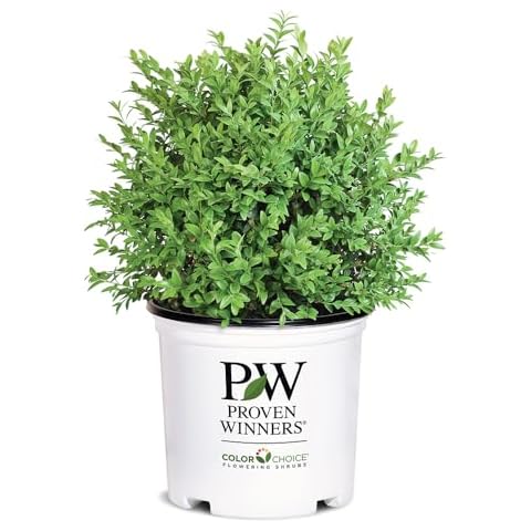 1g Proven Winners North Star Boxwood Shrub Cover