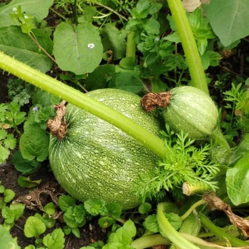 Semillas de calabacín - orgánicas Cucurbita pepo - semillas de comprar de invierno jardín 50pcs