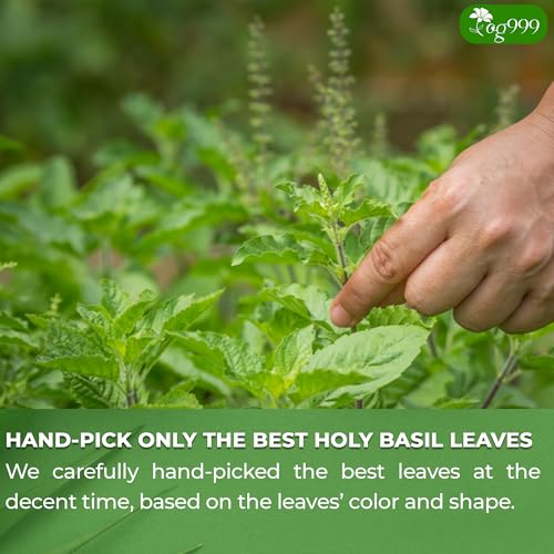 Image of TOG999, Premium 120 Holy Basil Leaf Tea Bags, 100% Natural & Pure Holy Basil Leaves. Loose Leaf Holy Basil Herbal Tea. Holy Basil Leaf Tea. No Sugar, No Caffeine, No Gluten, Vegan.
