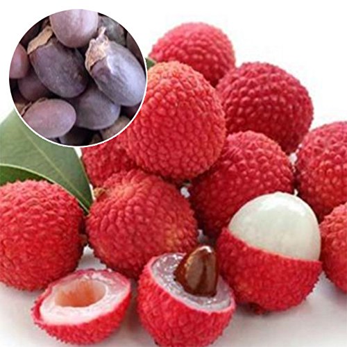 Creative Farmer Fruit Seeds Lychee Tree Seeds Outdoor Fruit Tree Seeds
