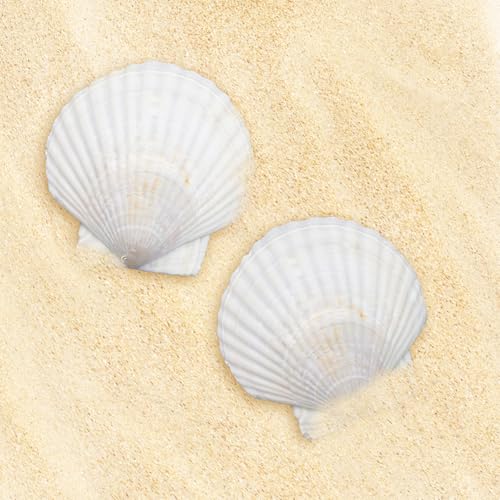 Large Scallop Shells 4''-5'' White 10Pcs