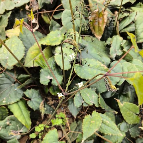semillas de epimedium Semillas de hierbas medicinales, plantas de interior, epimedium brevicornu, semillas de bonsái para interior flores de primavera, plantas resistentes en macetas 200pcs