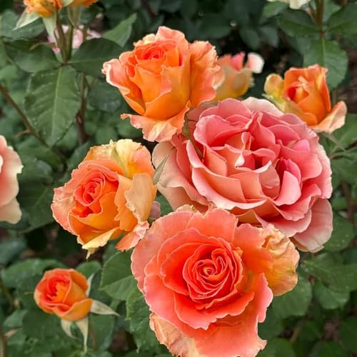 Semi di rose, giardino di arbusti semi regali per gli amanti del e perenni da roccioso arbusti fioriti rare a 35pcs
