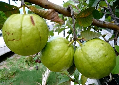 Image of Hidden Enterprise Thai 7 Guava Live Fruit Plant Premium Thai Sweet Variety | Height 1.5-2 Feet | Without Pot | Ideal for Home Garden Balcony Terrace Outdoor Growing with Healthy Roots
