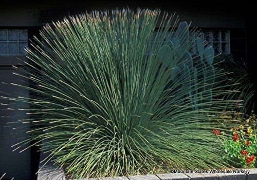 Amazon.co.jp: 【種子】Dasylirion Quadrangulatum
