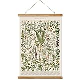 Ovfovy Vintage Botanical Fern Varieties Poster, Retro Style Art Prints with Wood Frames, for Schools, Homes, Ready to Hang