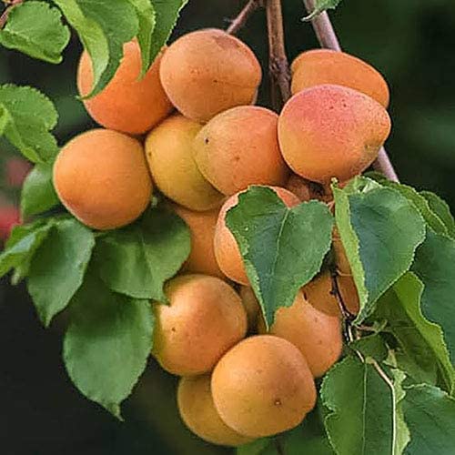 Healthy Vibe Apricot Variety Fruit (Air Layering/Grafted) Live Plants Plant Grafted Hybrid Tropical live Plant (Apricot Plant) (B0CV5FNYYR) Amazon Price History, Amazon Price Tracker