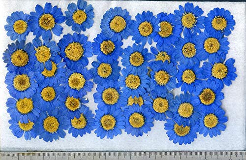 【訳あり】押し花　ノースポール　O-097 訳あり】押し花 ノースポール O-097 楽天市場】【押し花】ノースポール