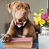 HACRAHO Formelles Hunde-Smoking-Halstuch, 1 Stück Rotes Hunde-Smoking Baumwoll-Halstuch Hunde-Hochzeitshalsband mit Fliege und Krawatte für Hunde und Katzen, L