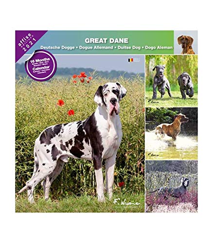 Preisvergleich Produktbild Deutsche Dogge 2021 - Kalender Affixe