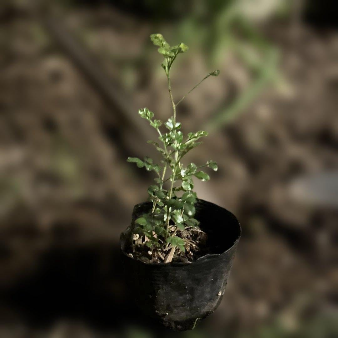 Amazon｜【シンボルツリー】 シマトネリコ 庭木 観葉植物 抜き苗発送