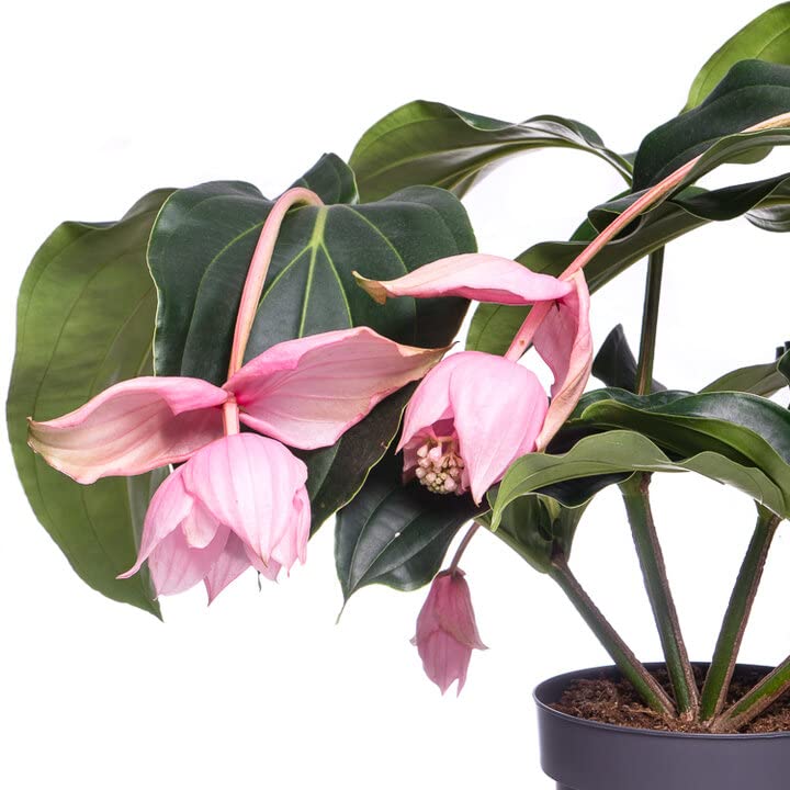 Medinilla Magnifica Natural Planta Resistente para el Interiro del Hogar