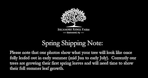 Miniatura 2 de Árbol de arce rojo, Acer Rubrum, 2 pies - 4 pies