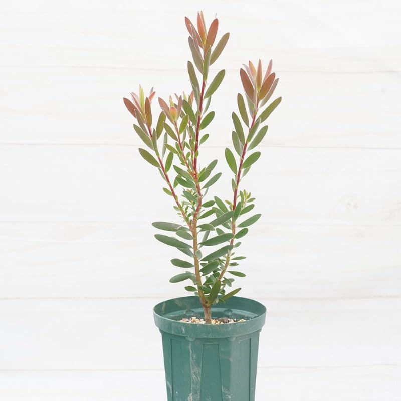 Amazon.co.jp: リューカデンドロン「サファリ・サンセット」 5