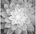 Dream Big~Onyx~Digital Floral Panel 43" x 43" Cotton Fabric by Hoffman